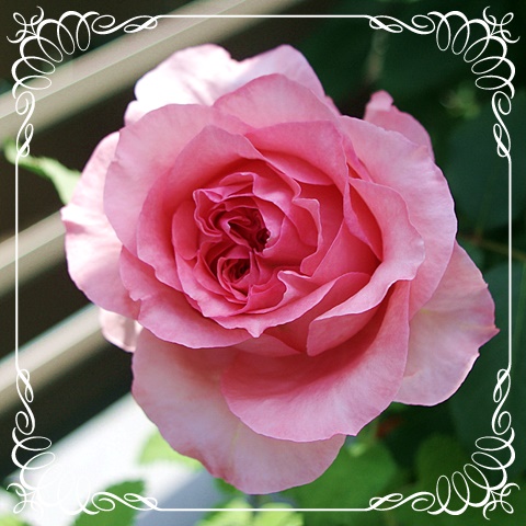 f:id:Artemis:20190511125526j:plain