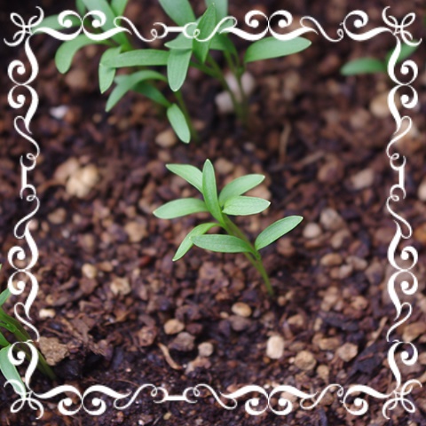 f:id:Artemis:20190519130359j:plain