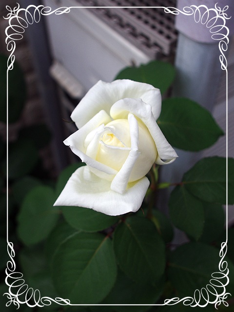 f:id:Artemis:20190519130437j:plain