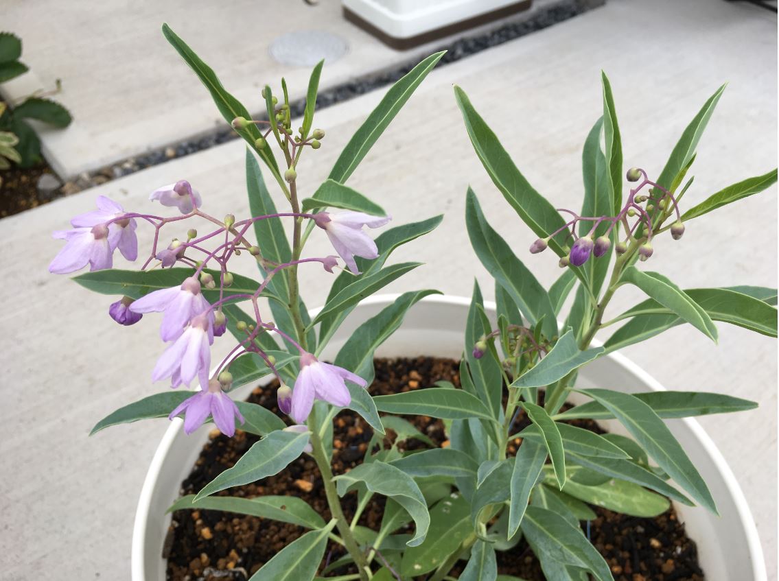 ルリヤナギ 瑠璃柳 の花が咲きました すゞろなる記