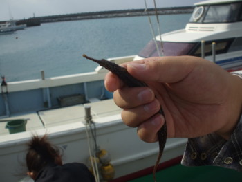 f:id:Arufa:20081122222141j:image