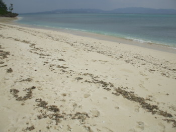 f:id:Arufa:20081122224445j:image