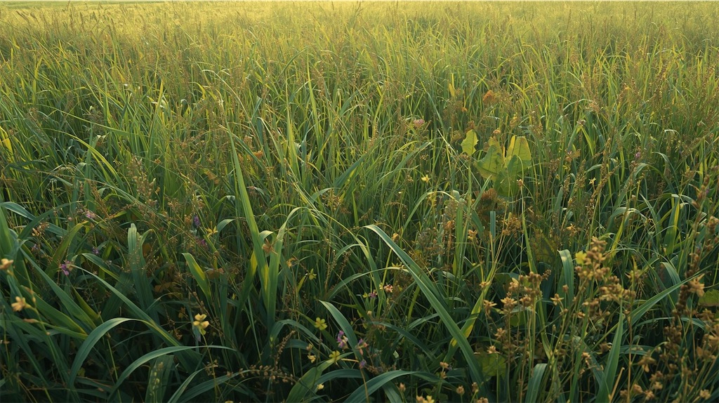 f:id:AsaForma:20251010213904j:image