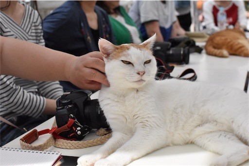 f:id:Asamimi:20180501194302j:image