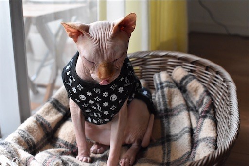 f:id:Asamimi:20180510220048j:image