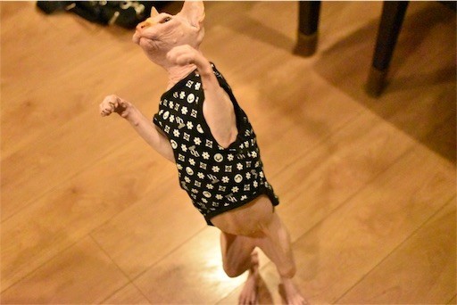 f:id:Asamimi:20180510220138j:image