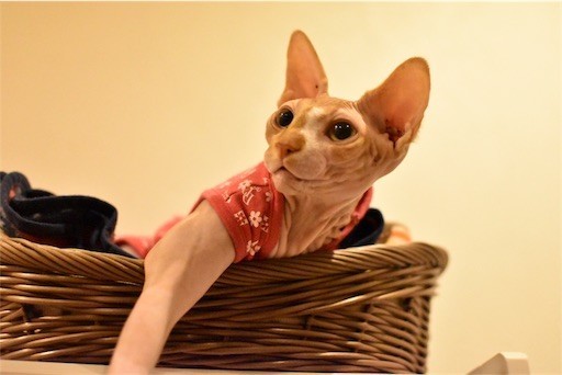 f:id:Asamimi:20180510220155j:image