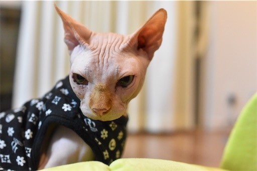 f:id:Asamimi:20190222192632j:image