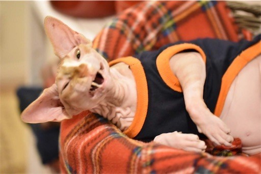 f:id:Asamimi:20190222194232j:image