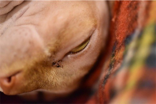 f:id:Asamimi:20190222194235j:image