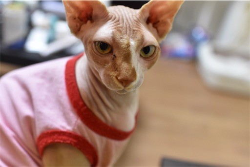 f:id:Asamimi:20190222194526j:image