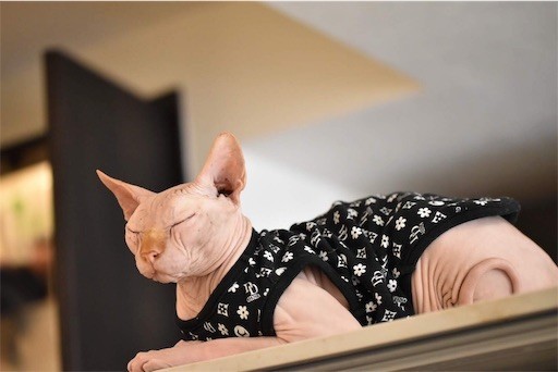 f:id:Asamimi:20190222195433j:image