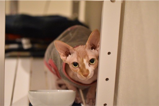 f:id:Asamimi:20190317223505j:image