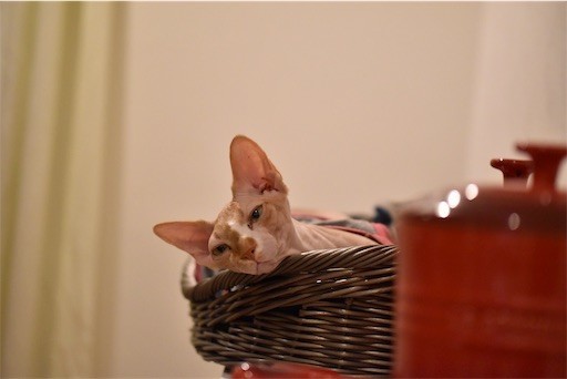 f:id:Asamimi:20190317223823j:image