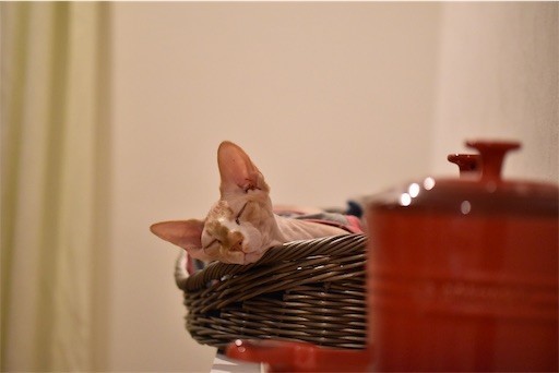 f:id:Asamimi:20190317223826j:image