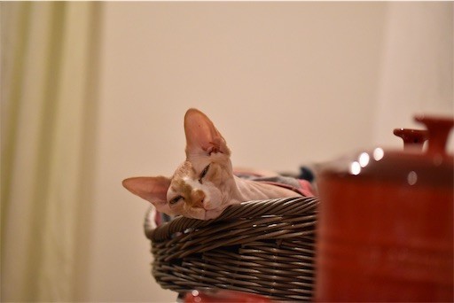 f:id:Asamimi:20190317223830j:image