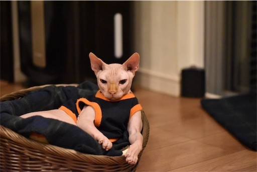 f:id:Asamimi:20190317224239j:image