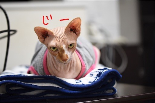 f:id:Asamimi:20200329223736j:image