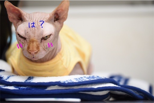 f:id:Asamimi:20200329225656j:image