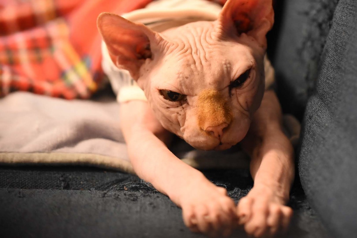 f:id:Asamimi:20200416213659j:plain