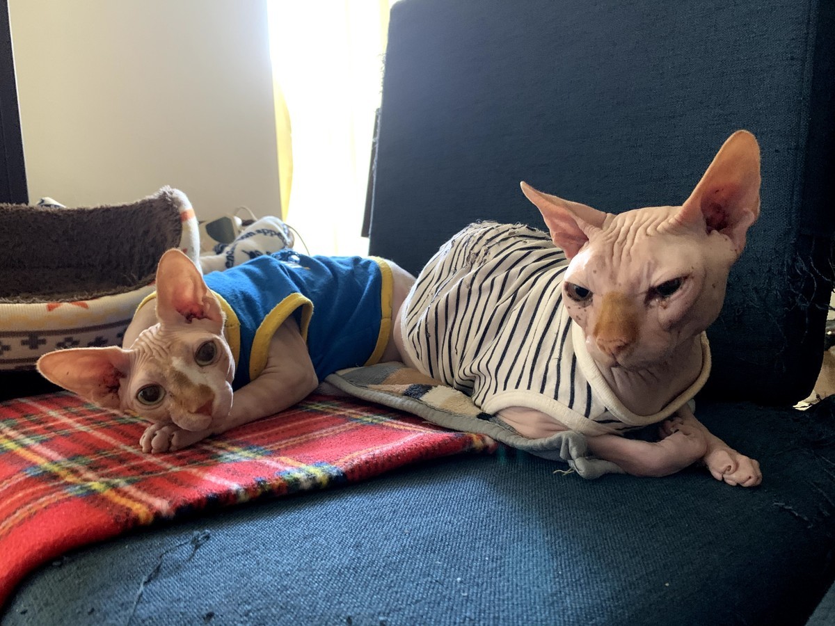 f:id:Asamimi:20200416213727j:plain