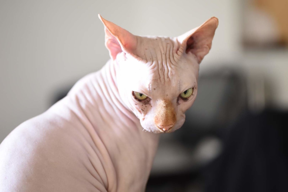 f:id:Asamimi:20200416220035j:plain