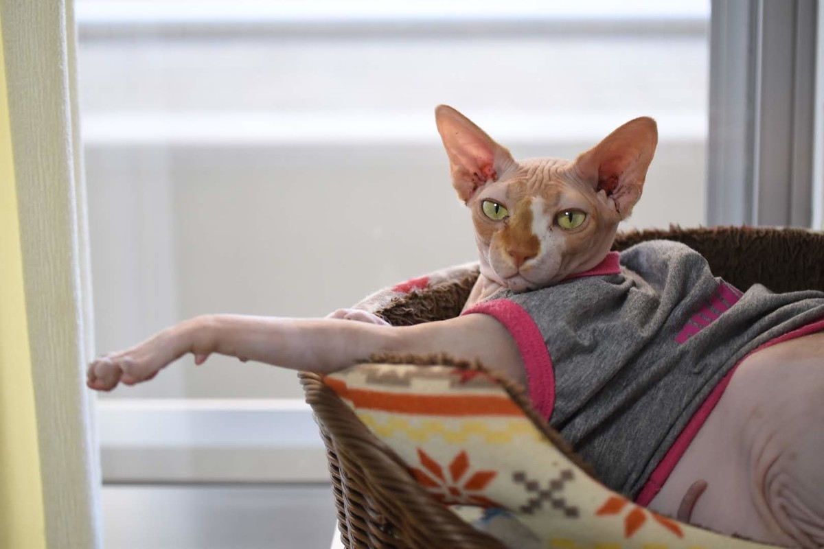 f:id:Asamimi:20200416220155j:plain