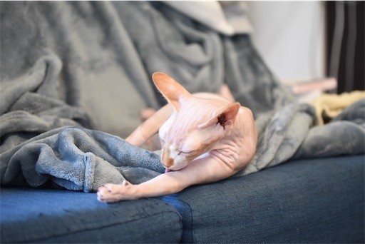 f:id:Asamimi:20200425001927j:image