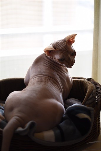 f:id:Asamimi:20200425003044j:image