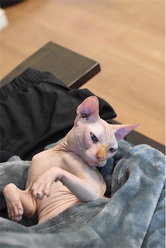 f:id:Asamimi:20200425003328j:image