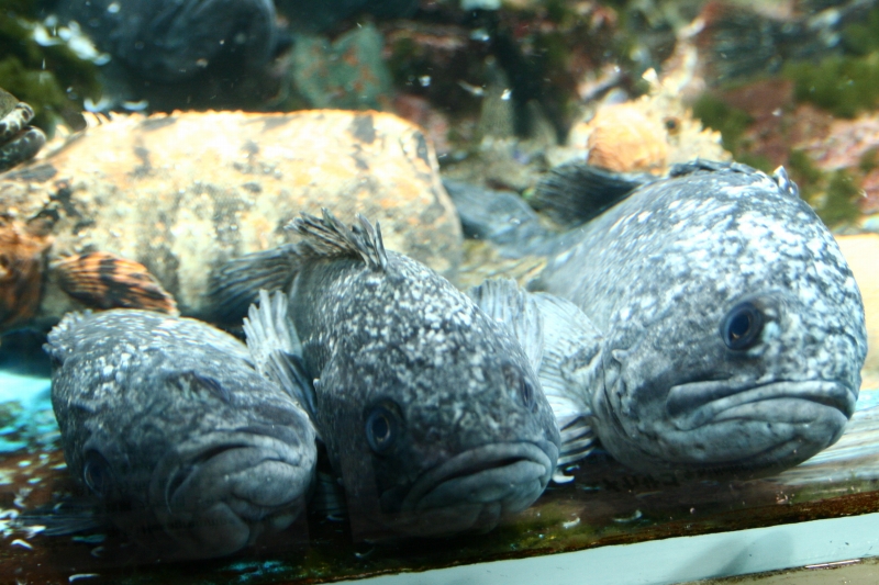 f:id:Asay:20091214230416j:image