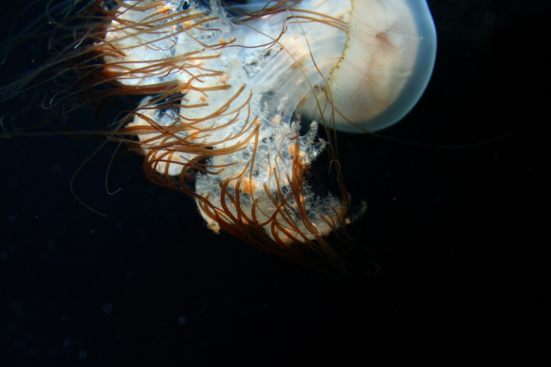 f:id:Asay:20091214230939j:image