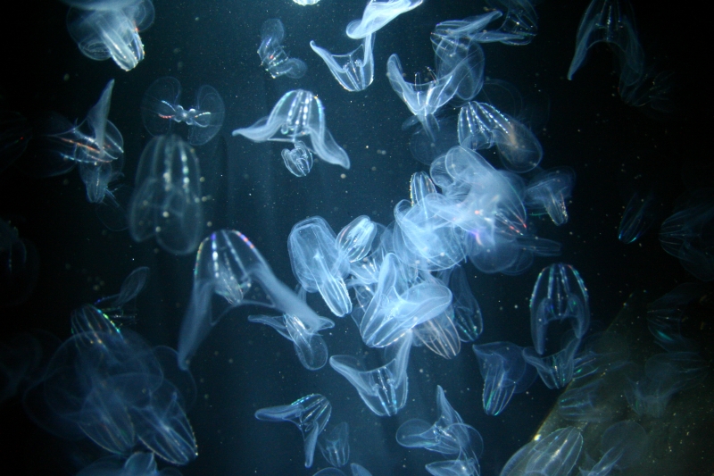 f:id:Asay:20091214230941j:image