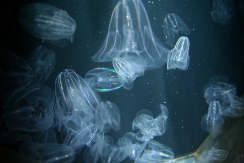 f:id:Asay:20091214230942j:image