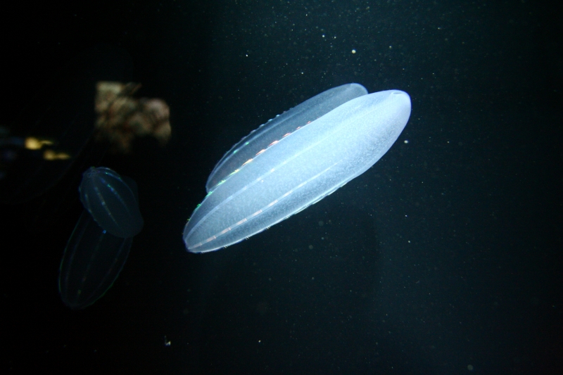 f:id:Asay:20091214230944j:image