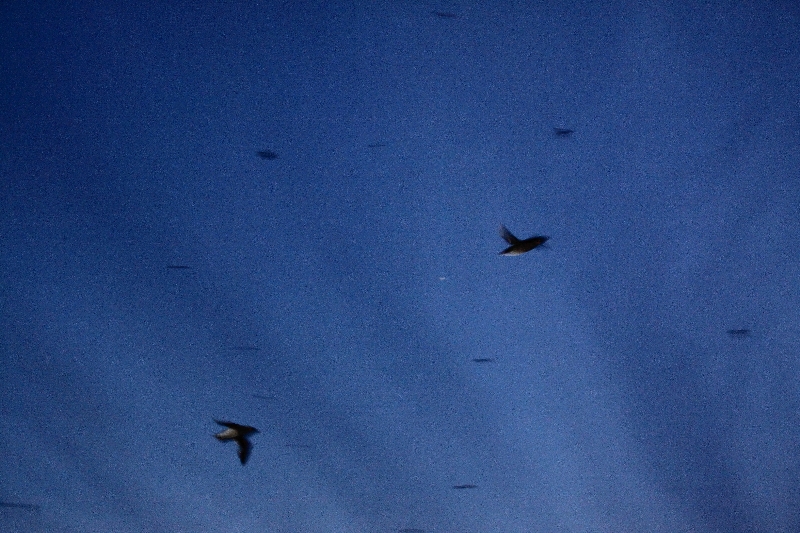 f:id:Asay:20110730230049j:image