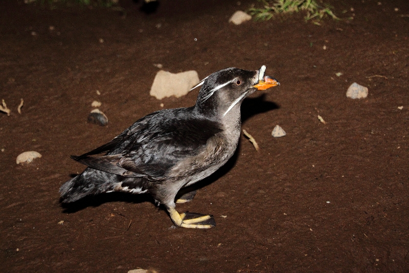 f:id:Asay:20110730230054j:image