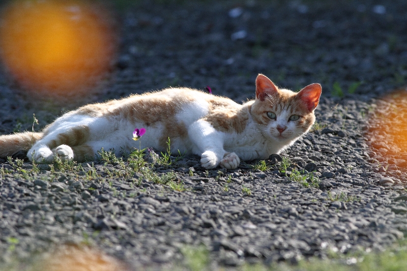 f:id:Asay:20110730230646j:image