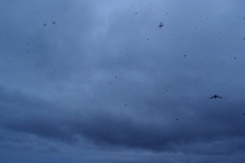 f:id:Asay:20110730231017j:image