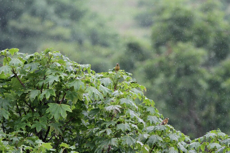 f:id:Asay:20110730231022j:image
