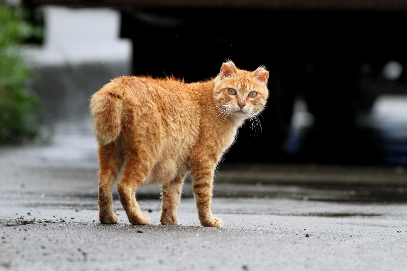 f:id:Asay:20110730231024j:image