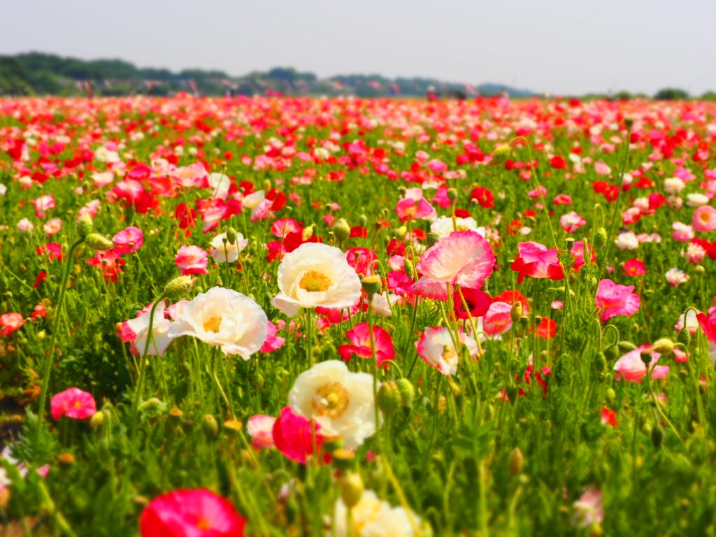 f:id:Aserola:20200209145243j:image