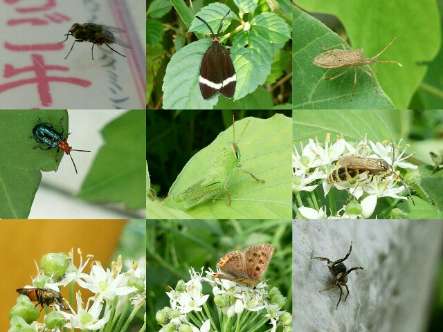f:id:Ashikanyan:20160929063228j:image f:id:Ashikanyan:20160929063228j:image