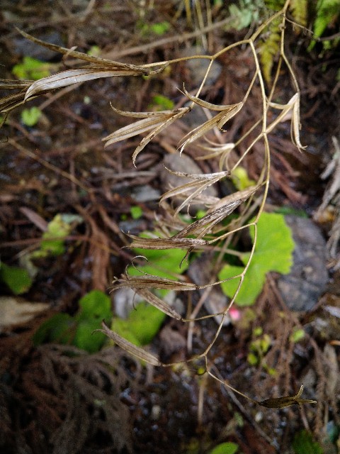 f:id:Ashito:20211229173744j:image