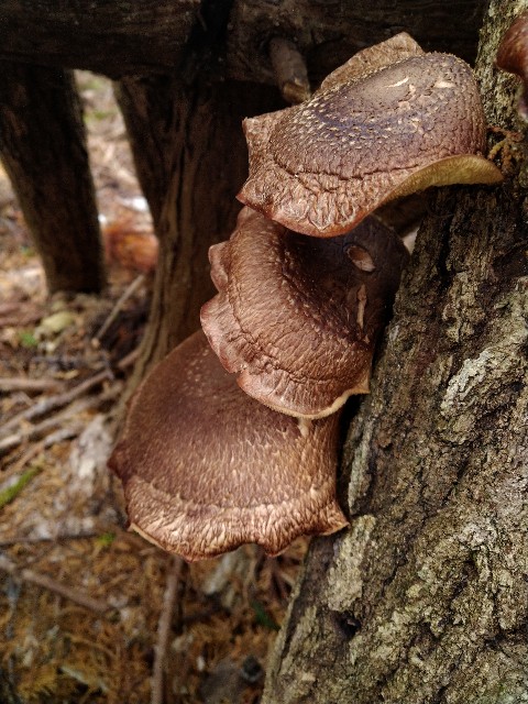 f:id:Ashito:20211229210009j:image f:id:Ashito:20211229210009j:image