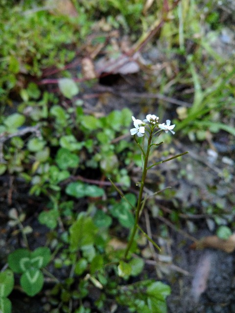 f:id:Ashito:20211230101952j:image