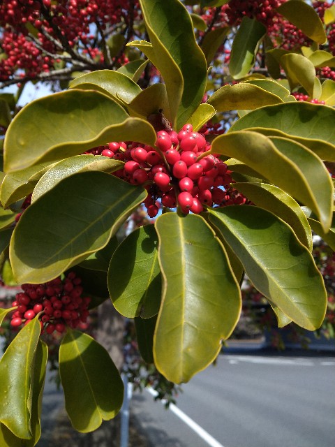 クロガネモチ モチノキ科 日本の野草図鑑 懐かしい草花
