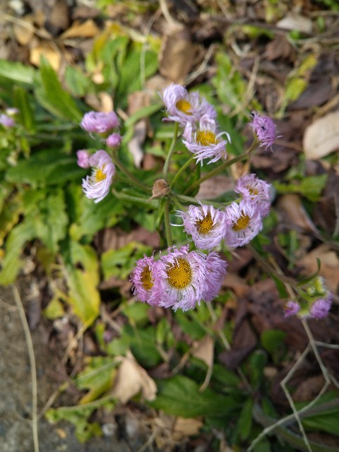 f:id:Ashito:20220115125521j:image
