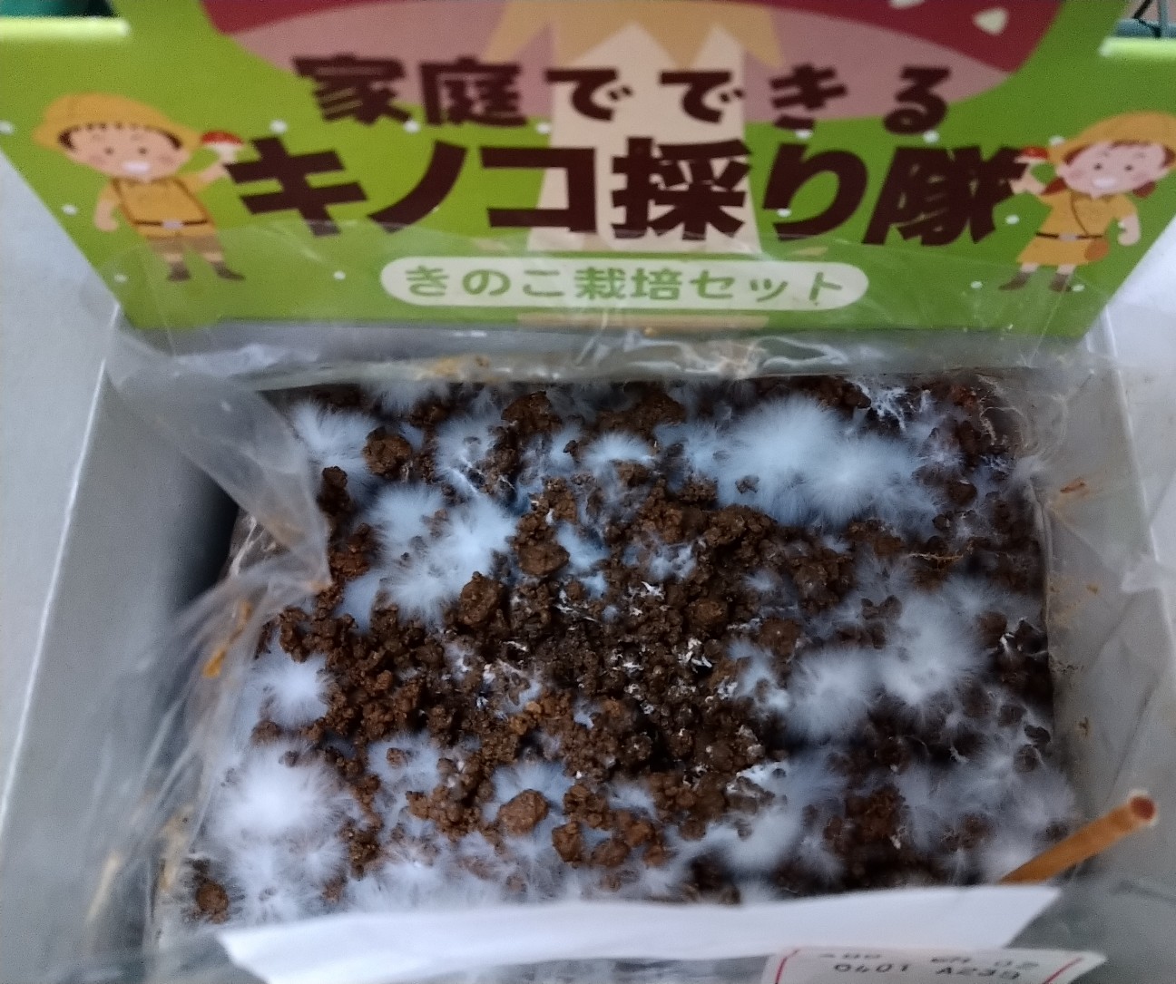 f:id:Ashito:20220314183451j:image