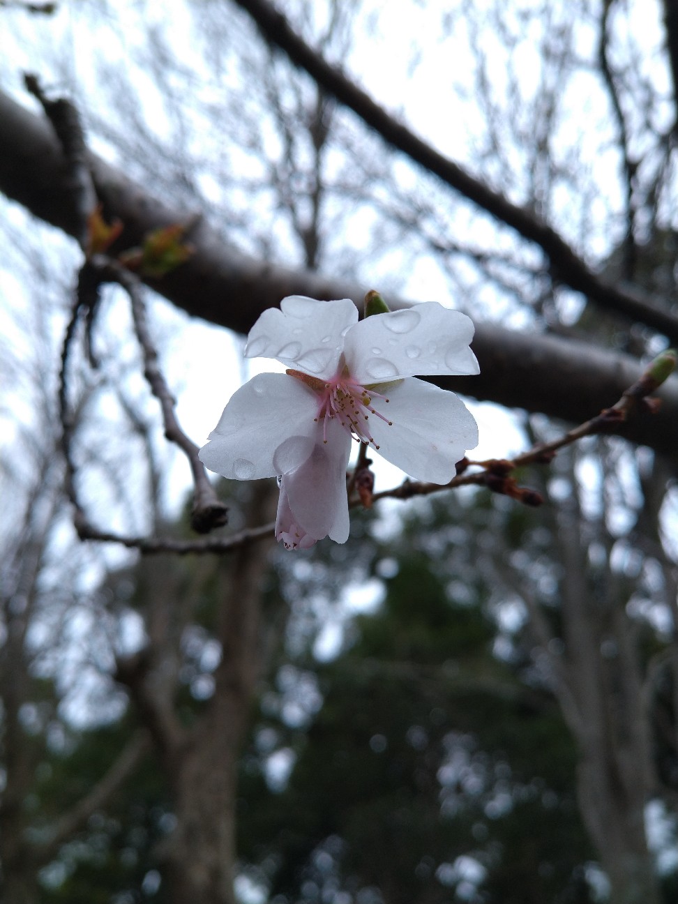 f:id:Ashito:20220327092519j:image f:id:Ashito:20220327092519j:image